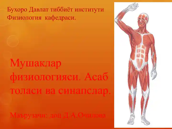 Мушаклар физиологияси. Асаб толаси ва синапслар