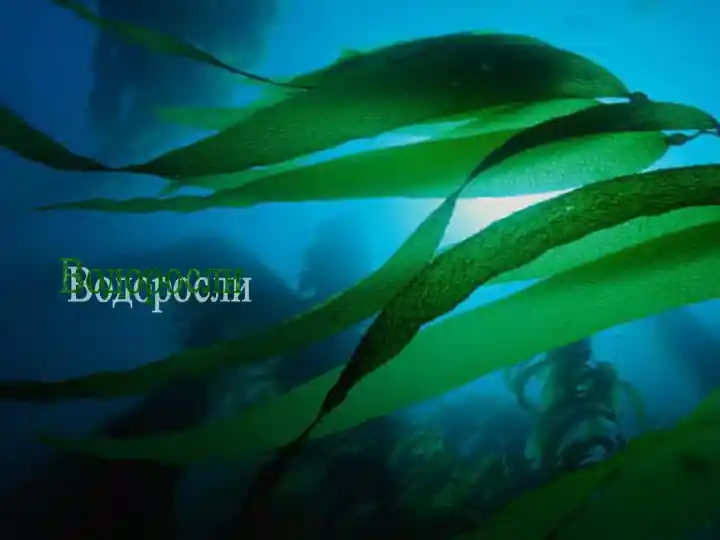 Vodorosli