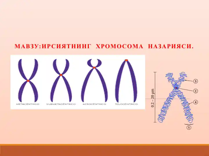 Ирсиятning хромосома назарияси