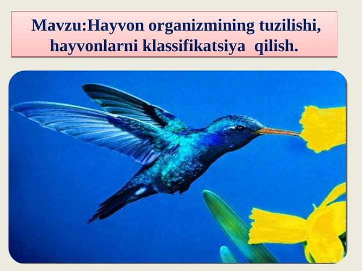 Hayvon organizmining tuzilishi, hayvonlarni klassifikatsiya qilish.