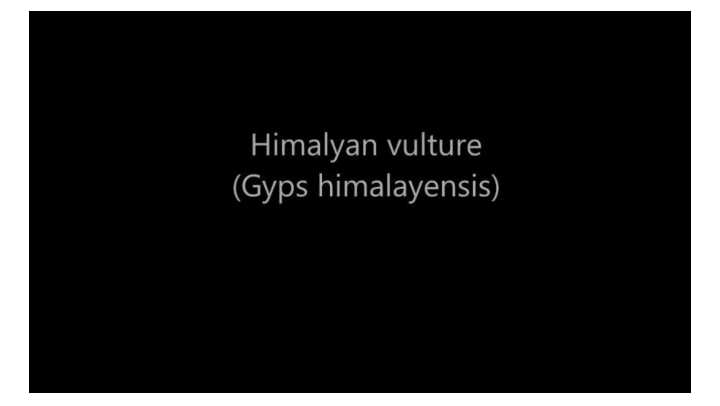 yirtqich qushlar