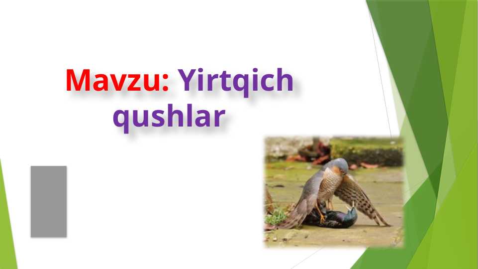 Yirtqich qushlar