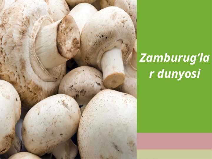 Zamburug‘lar dunyosi.