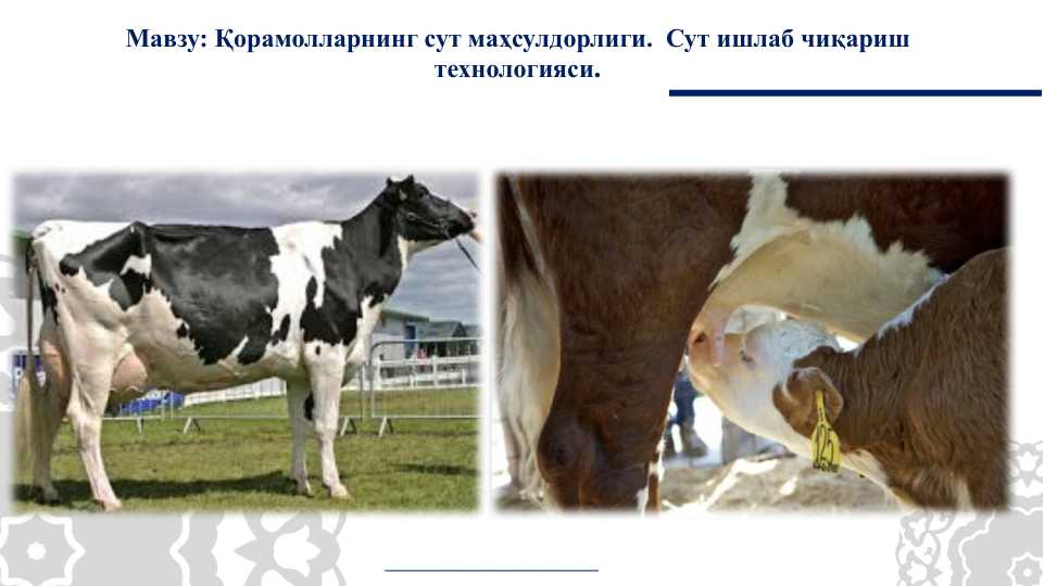 Қорамолларнинг сут маҳсулдорлиги. Сут ишлаб чиқариш технологияси.