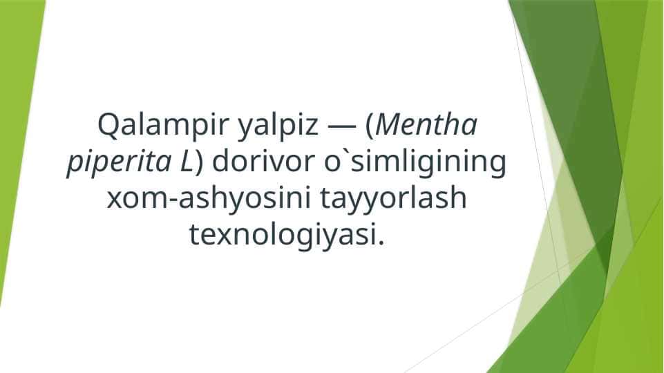 Qalampir yalpiz — (Mentha piperita L) dorivor o`simligining xom-ashyosini tayyorlash texnologiyasi