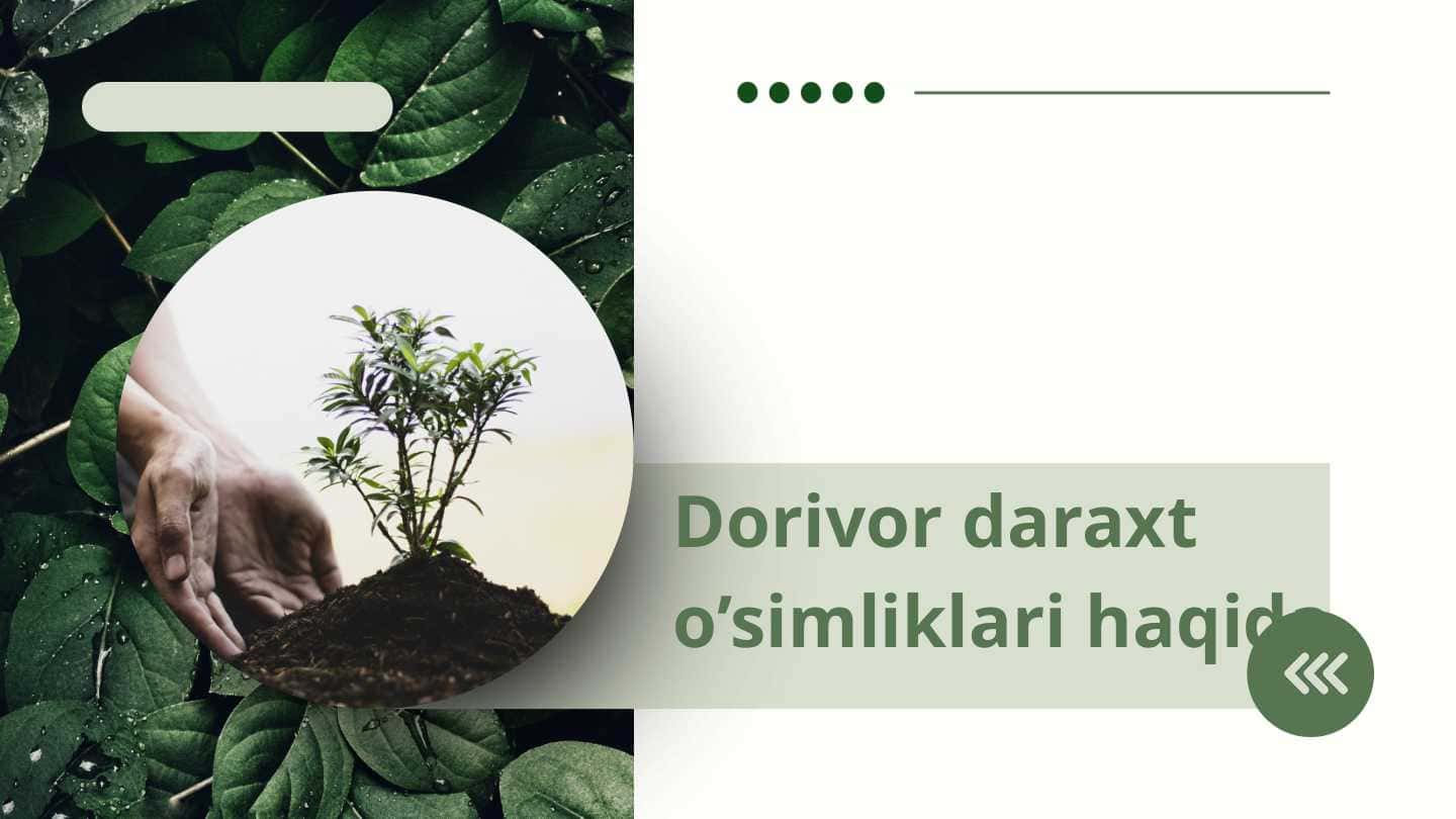 Dorivor daraxt o’simliklari haqida