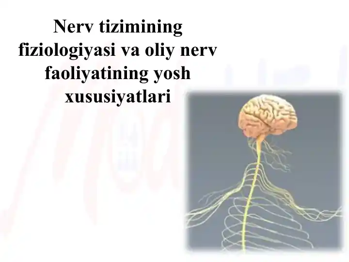 Nerv tizimining fiziologiyasi va oliy nerv faoliyatining yosh xususiyatlari