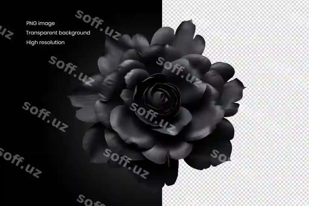 Sukkulent o'simlikning monoxrom fotosurati qora fon nosimmetrik geometriya | Succulent plant monochrome photo black background symmetrical geometry