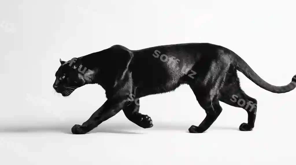 Qora panther yurayotgan oq orqa fonda | Black panther walking white background