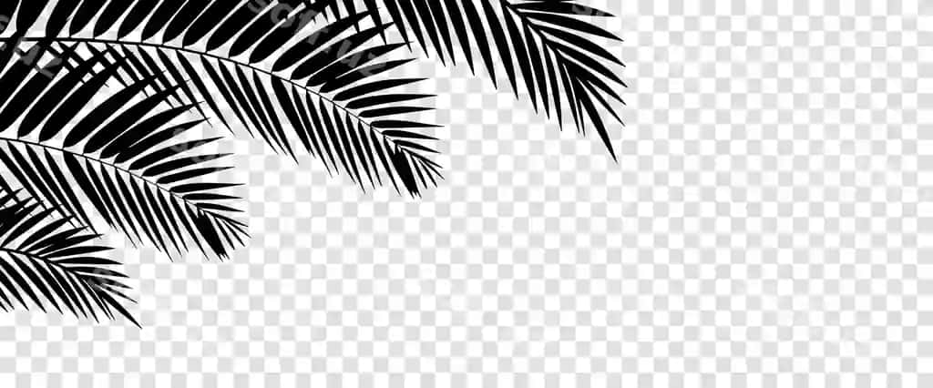 Yozgi tropik orqa fon shaffof palmachalar bilan | Summer tropical background with palms transparent