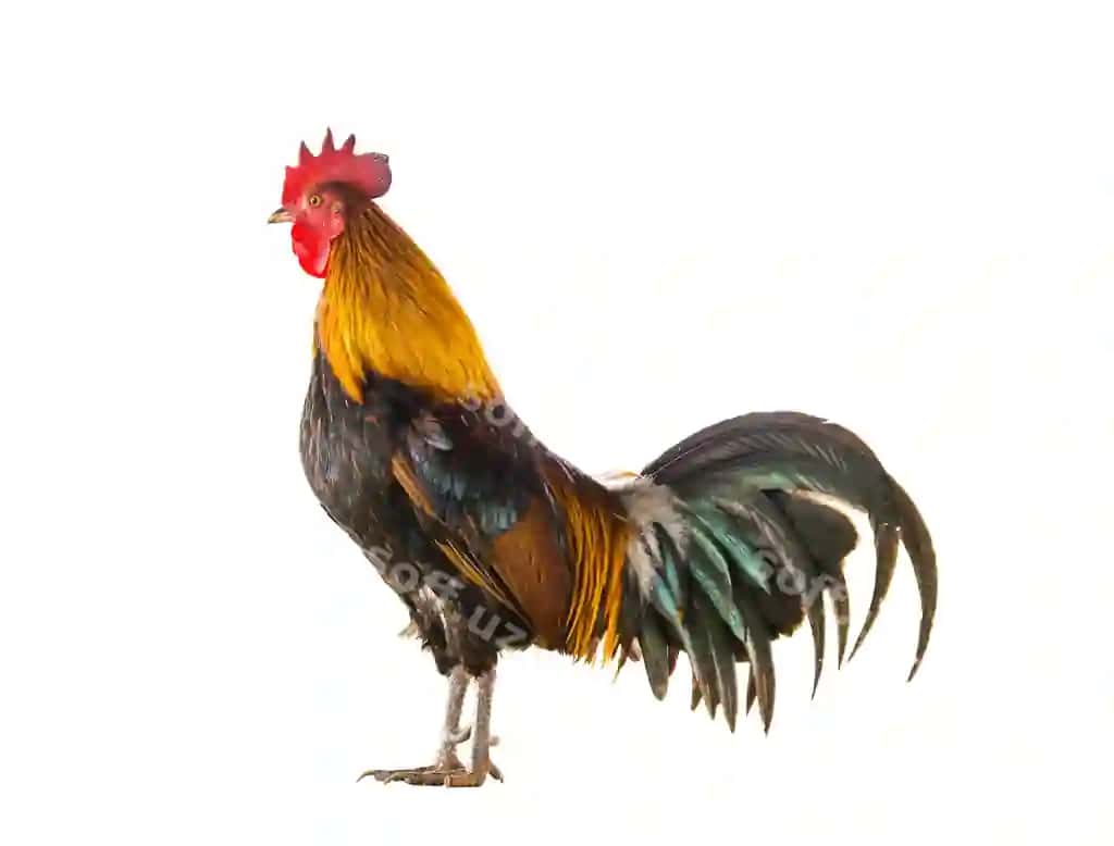 Yaqin surat mashina qushi oq fonda | Close up rooster against white background