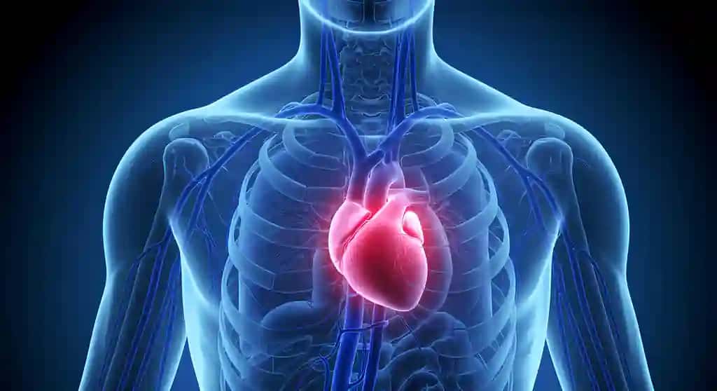 Anatomik tasvir inson yurak qon aylanish tizimi shaffof ko'k tana anatomiyasi | Anatomical illustration human heart circulatory system transparent blue body anatomy