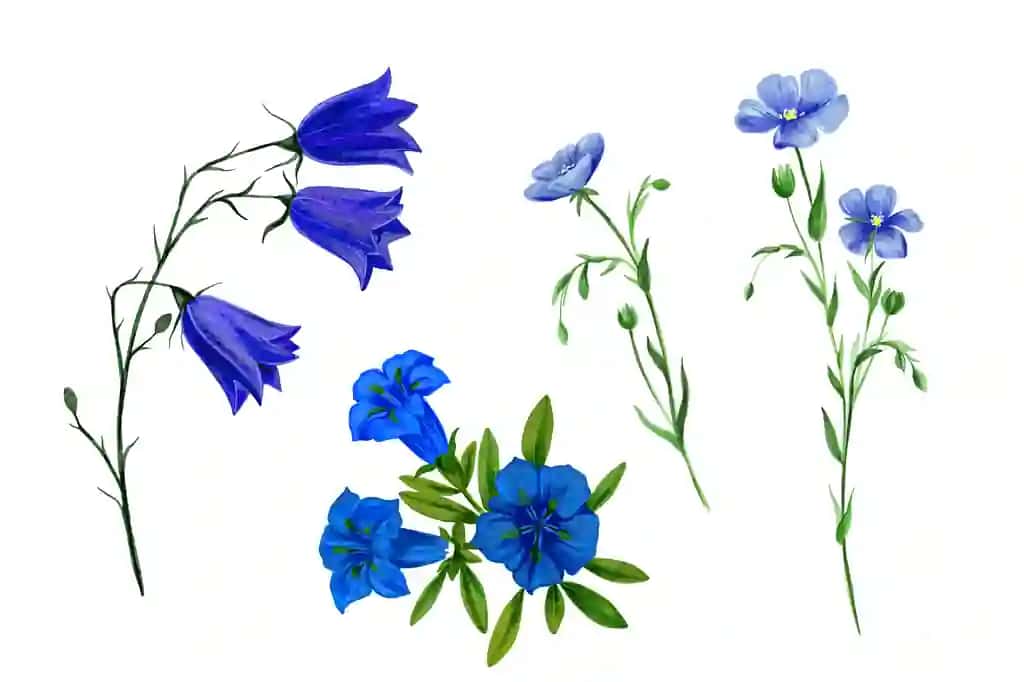 Yovvoyi dala gullari o'tlar akvarel o'rnating | Set wild field flowers herbs watercolor