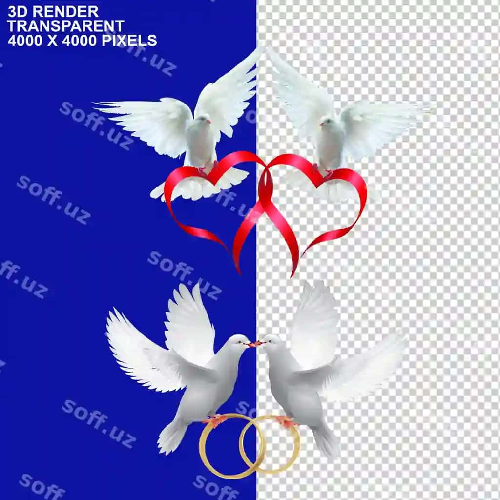 Oq kabut, kabut jufti qushlar, tulki ramzi tinchlik, tinch qushlar | White pigoen pigoen couple birds dove symbol peace peaceful birds