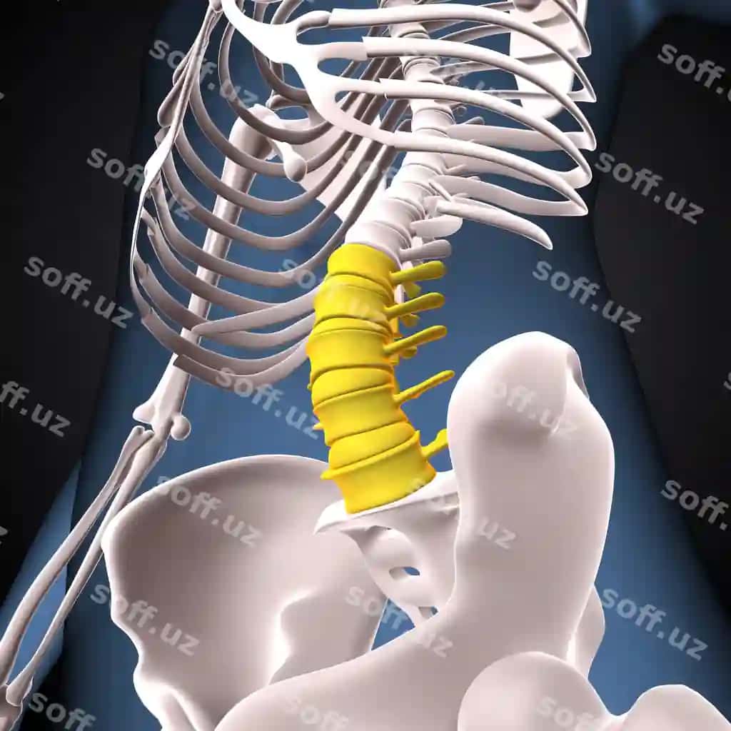 Inson skeleti bachadon bo'yni egri vertebra anatomiyasi 3D tasviri | Human skeleton cervical curve vertebrae anatomy 3d illustration