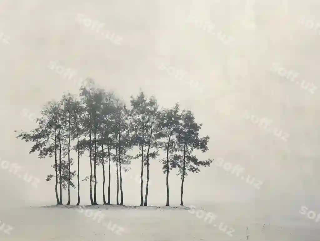 Minimalist qator daraxtlari tumanli manzara | Minimalist row trees foggy landscape