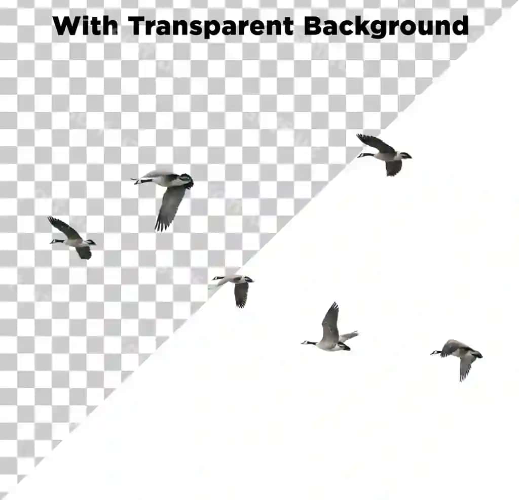 Qushlar guruh osmon | Flock birds sky