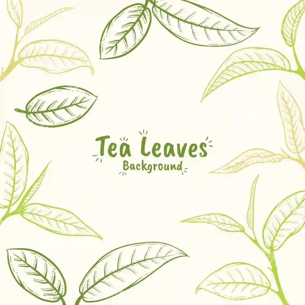 Qo'l bilan chizilgan choy barg'i illustratsiyasi | Hand drawn tea leaf illustration