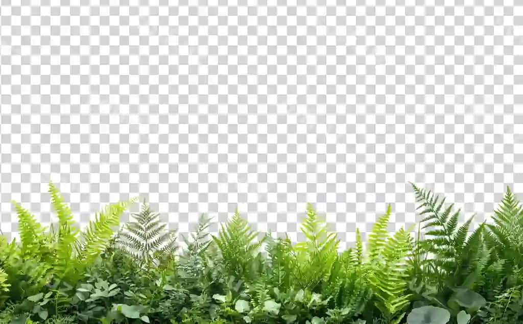 Boyoq to'plam yashil o'simliklar yaproqlari | Lush collection green plants leaves