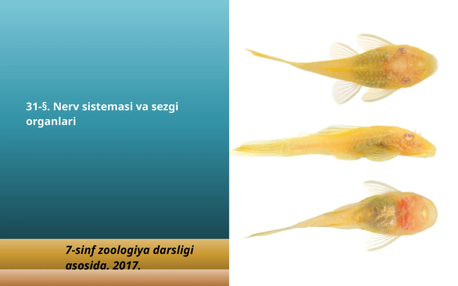 7-sinf Zoologiya 'Baliqlarning nerv sistemasi va sezgi organlari' ko'rgazma