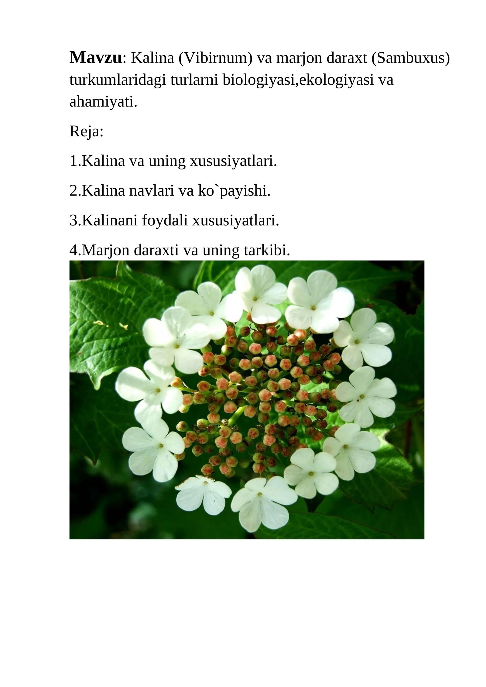 Kalina (Vibirnum) va marjon daraxt (Sambuxus) turkumlaridagi turlarni biologiyasi,ekologiyasi va ahamiyati