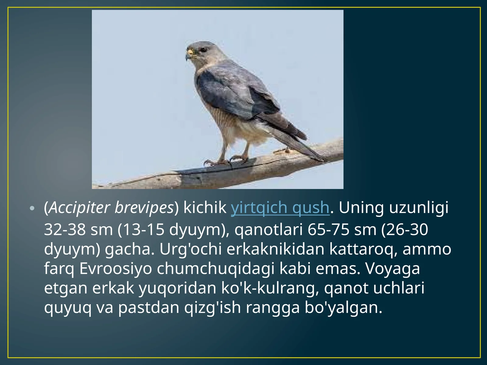 Accipiter brevipes kichik yirtqich qush