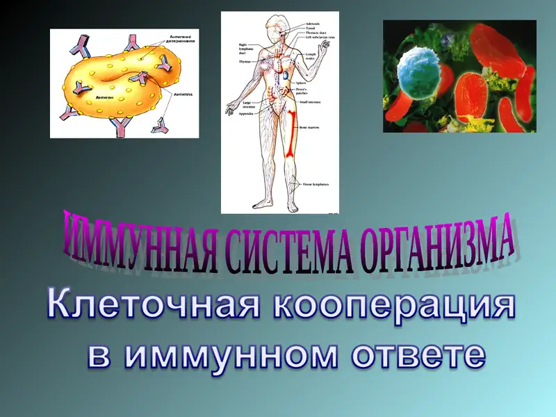 ИММУННАЯ СИСТЕМА ОРГАНИЗМА