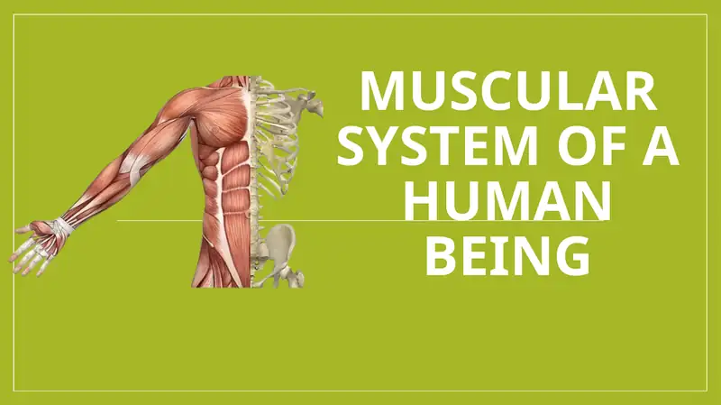 Muscular System of a Human Being