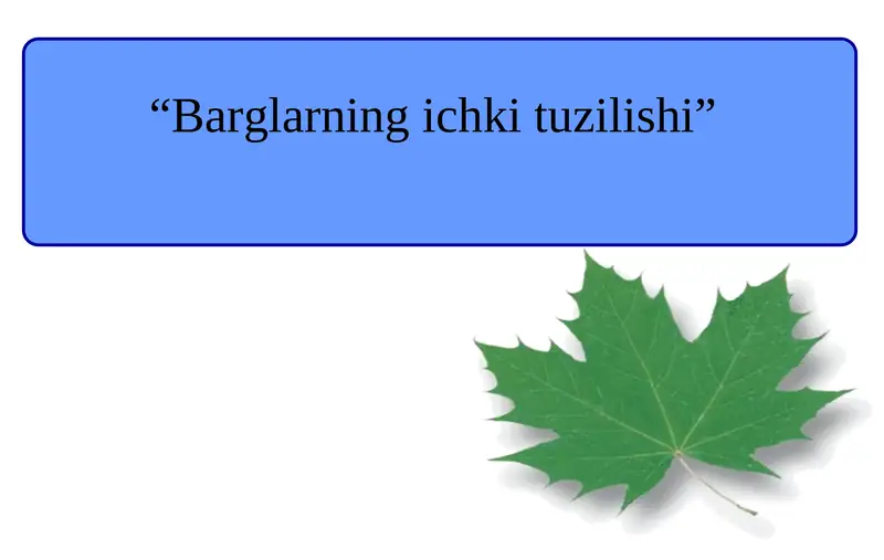 Barg ichki tuzilishi