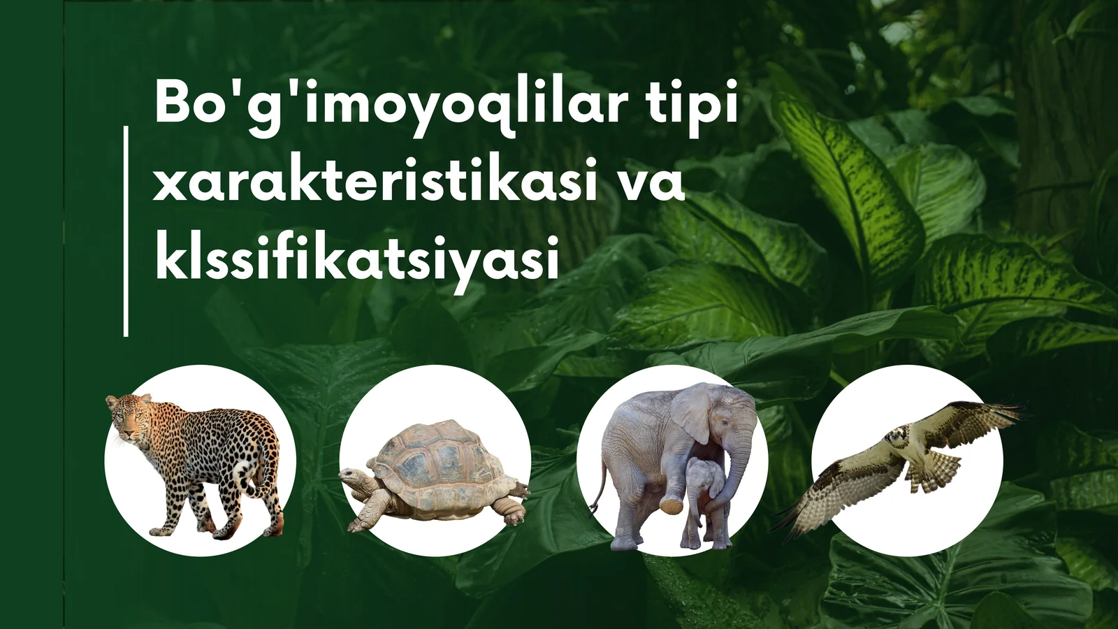 Bo'g'imoyoqlilar tipi xarakteristikasi va klassifikatsiyasi