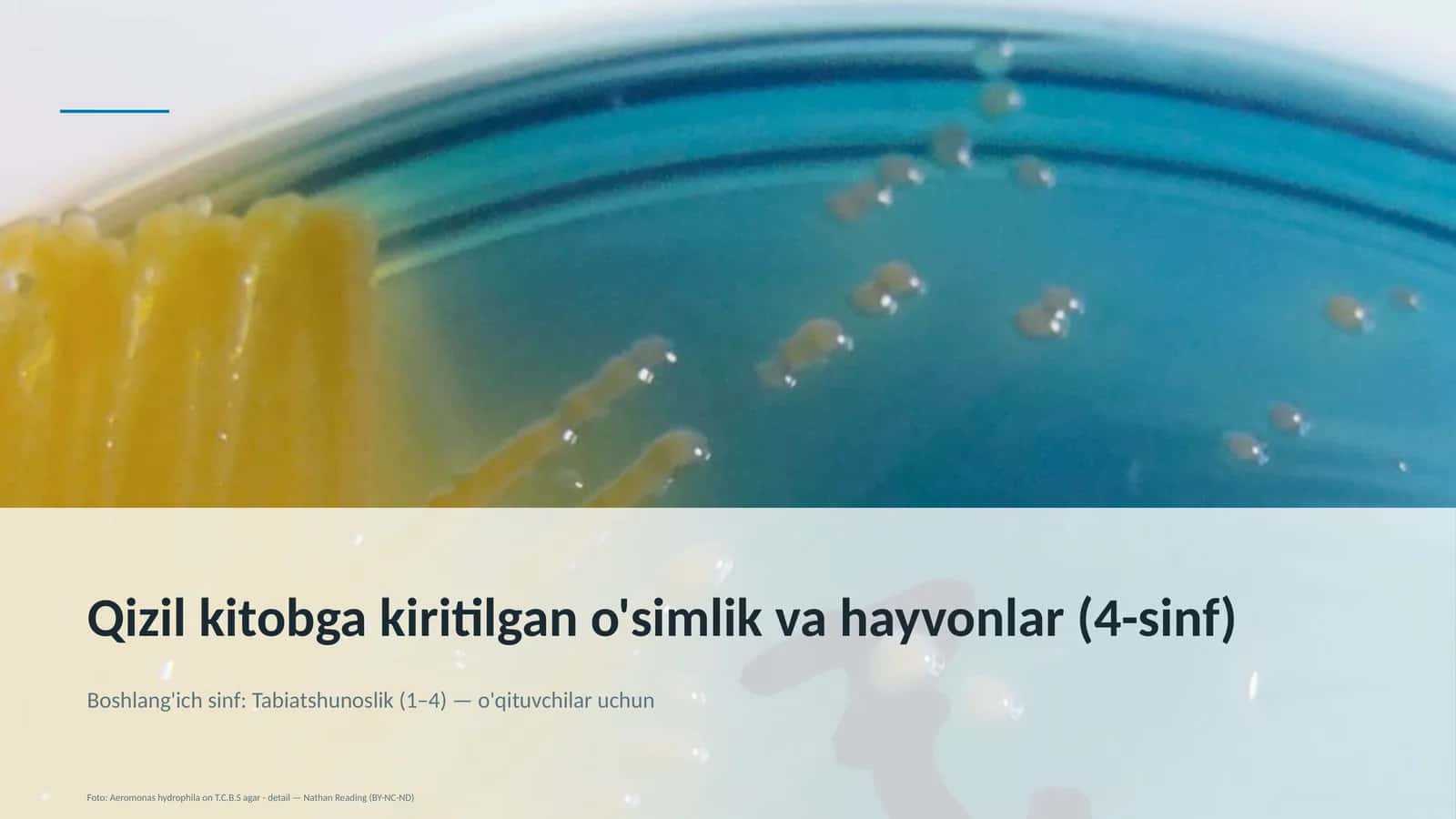 Qizil kitobga kiritilgan o'simlik va hayvonlar (4-sinf)