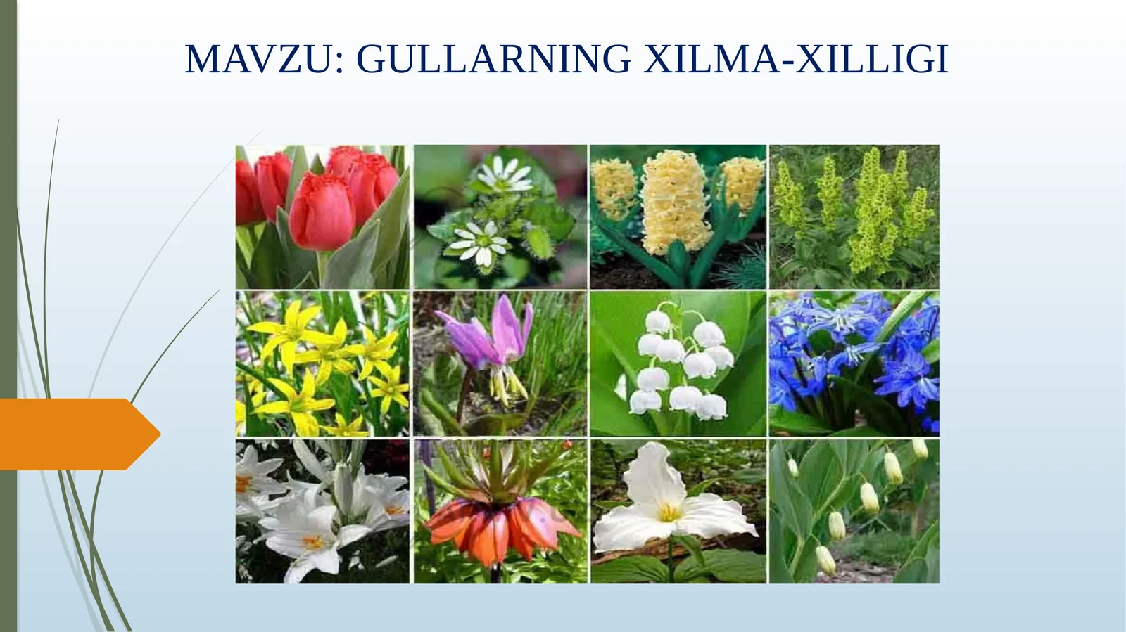GULLARNING XILMA-XILLIGI