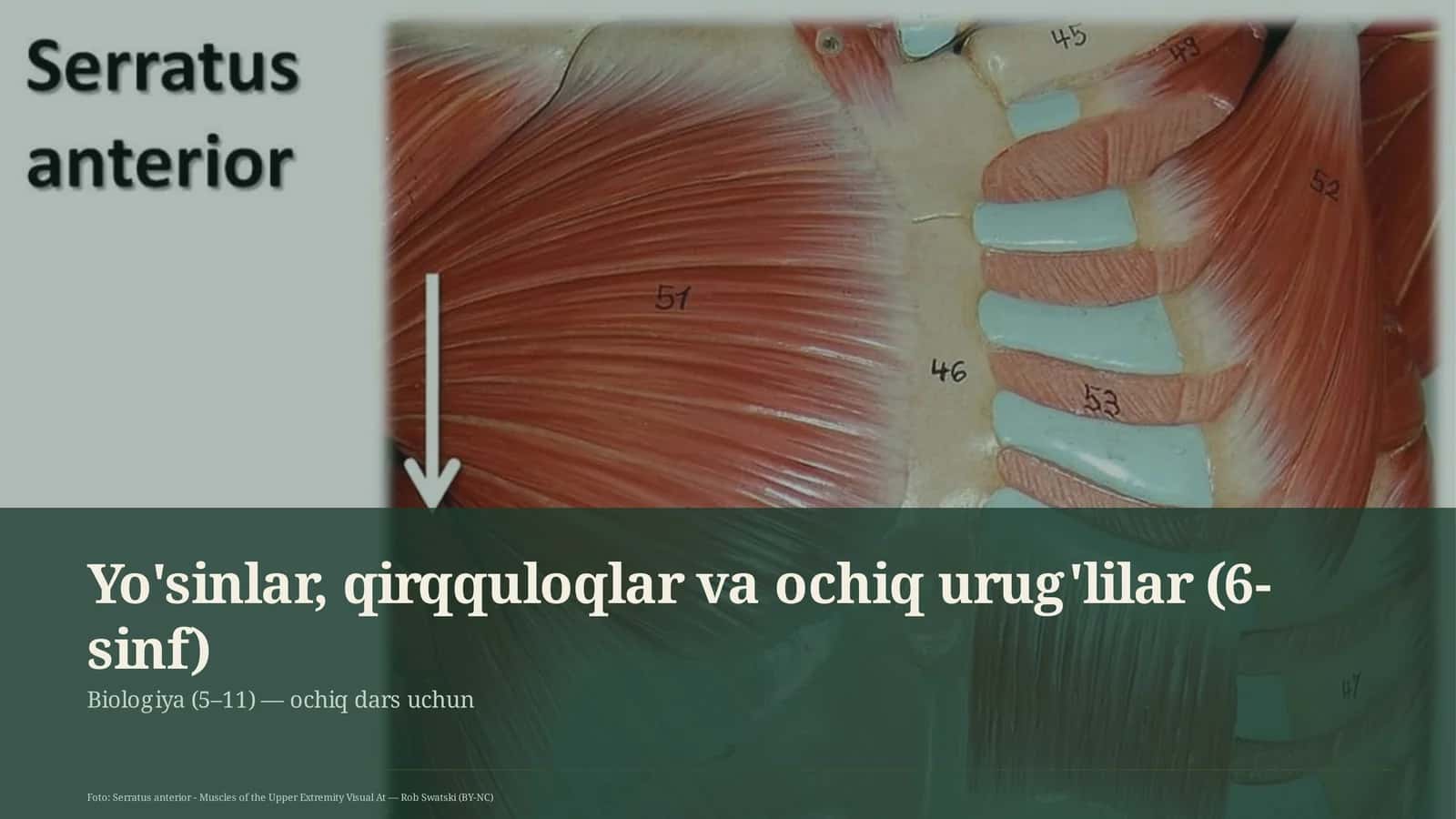 Yo'sinlar, qirqquloqlar va ochiq urug'lilar (6-sinf)