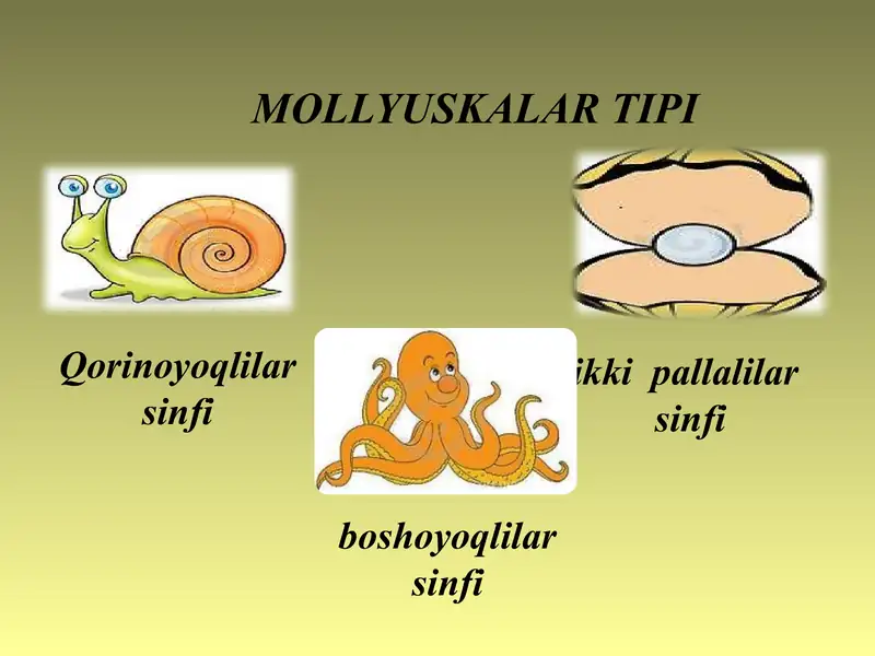 ikki pallali va boshoyoqli molyuskalar sinflari.