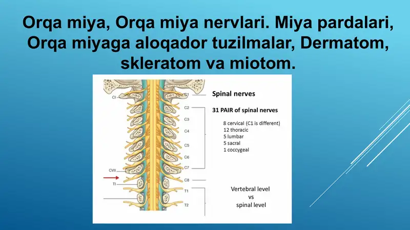 Orqa miya, Orqa miya nervlari. Miya pardalari, Orqa miyaga aloqador tuzilmalar, Dermatom, skleratom va miotom.