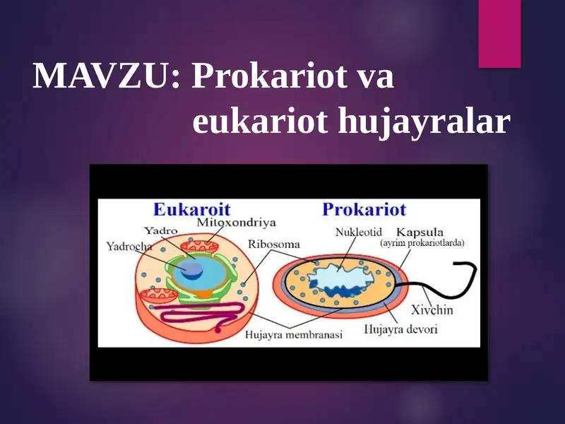 Prokariot va eukariot hujayralar