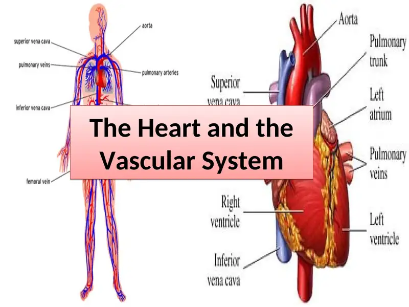 The Heart and the Vascular System