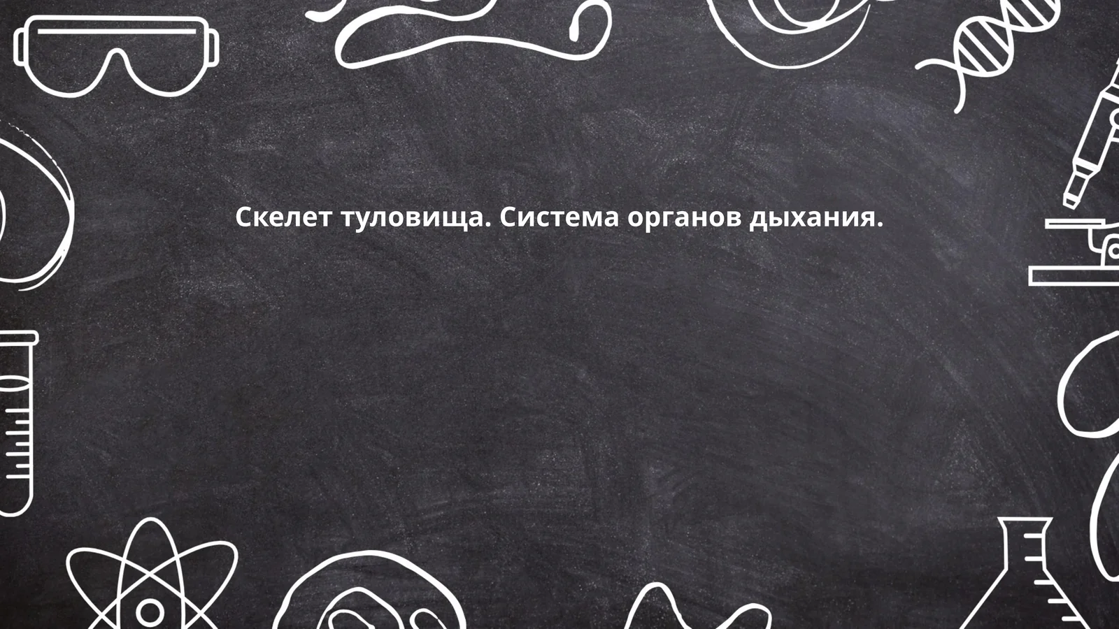 Скелет туловища. Система органов дыхания