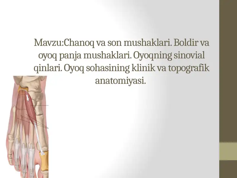 Chanoq va son mushaklari. Boldir va oyoq panja mushaklari. Oyoqning sinovial qinlari. Oyoq sohasining klinik va topografik anatomiyasi.