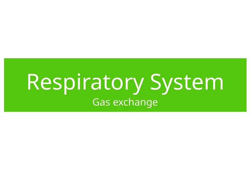 Respiratory System