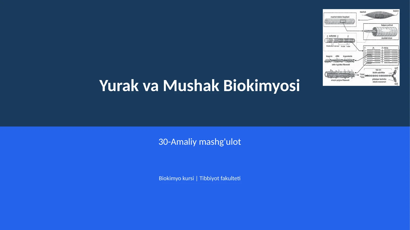 Yurak va Mushak Biokimyosi